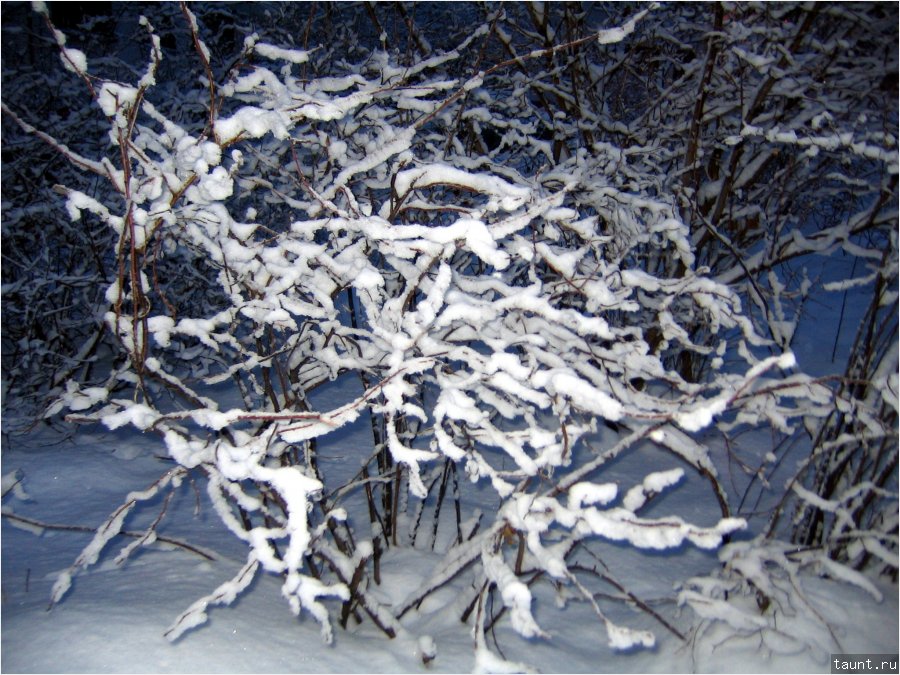 Дерево под снегом
