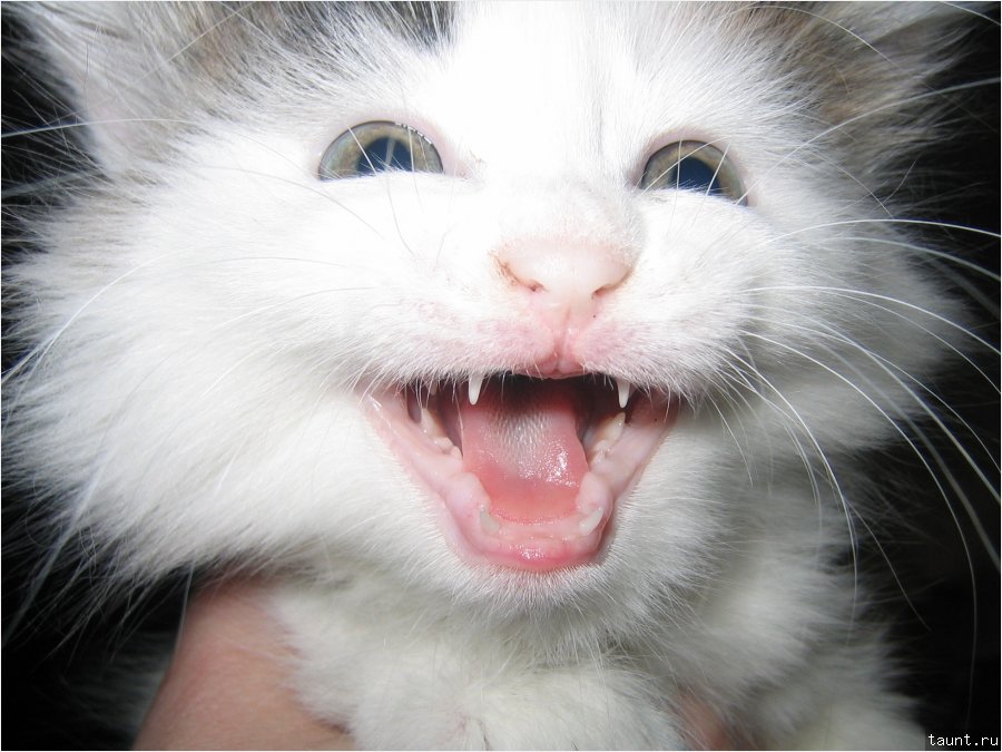 Радостный котенок
