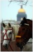 Лошадь и конь на фоне Исаакиевского