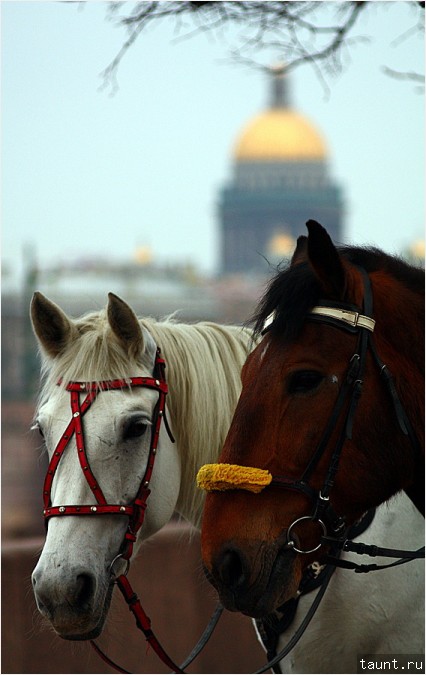Лошадь и конь на фоне Исаакиевского