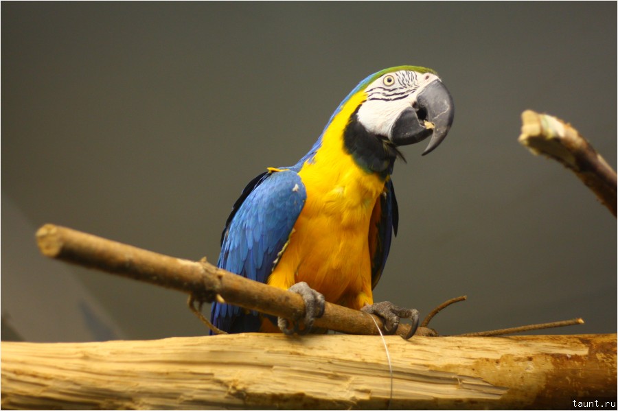 Синежелтый ара