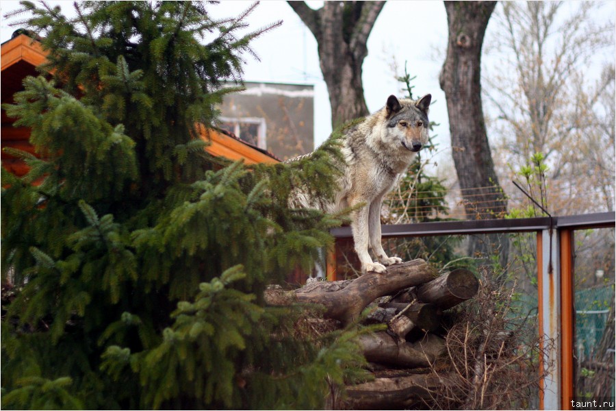 Волк (Canis lupus) 