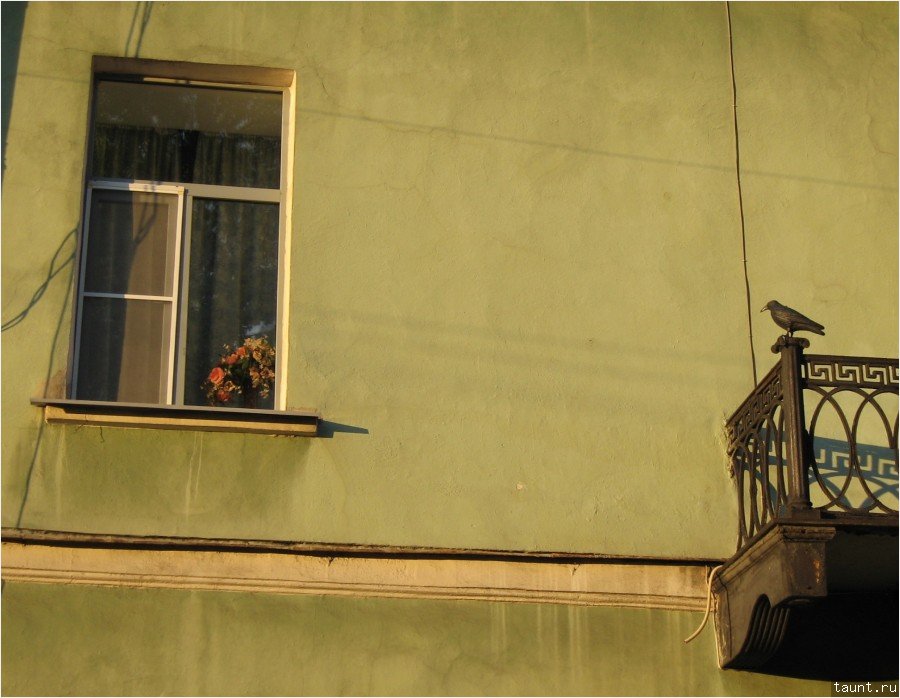 Питер 2006 - Ворона